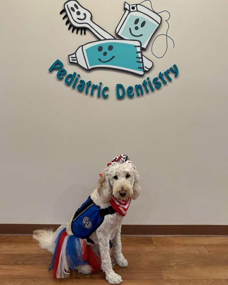 A photo of Paris - Comfort Dog | Jerger Pediatric Dentistry | Decatur, IL